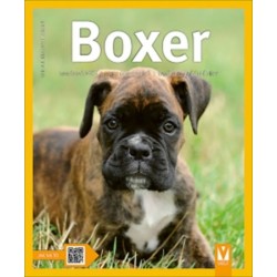 Boxer - Jak na to