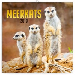Kalendář poznámkový 2019 - Surikaty, 30 x 30 cm