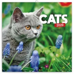 Kalendář poznámkový 2020 - Kočky, 30 × 30 cm