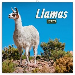 Kalendář poznámkový 2020 - Lamy, 30 × 30 cm