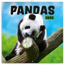 Kalendář poznámkový 2020 - Pandy, 30 × 30 cm