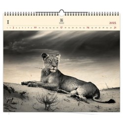 Kalendář 2021 dřevěný: Lioness, 485x410