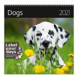 Kalendář 2021 nástěnný: Dogs, 300x300