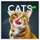 Kalendář 2021 poznámkový: Kočky, 30 × 30 cm
